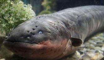 电鳗最新爆料图片大全,高清图片大全揭秘神秘生物世界 第1张 电鳗最新爆料图片大全,高清图片大全揭秘神秘生物世界 第1张